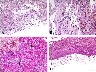 Atypical Mycosis in Psittacine Birds: A Retrospective Study